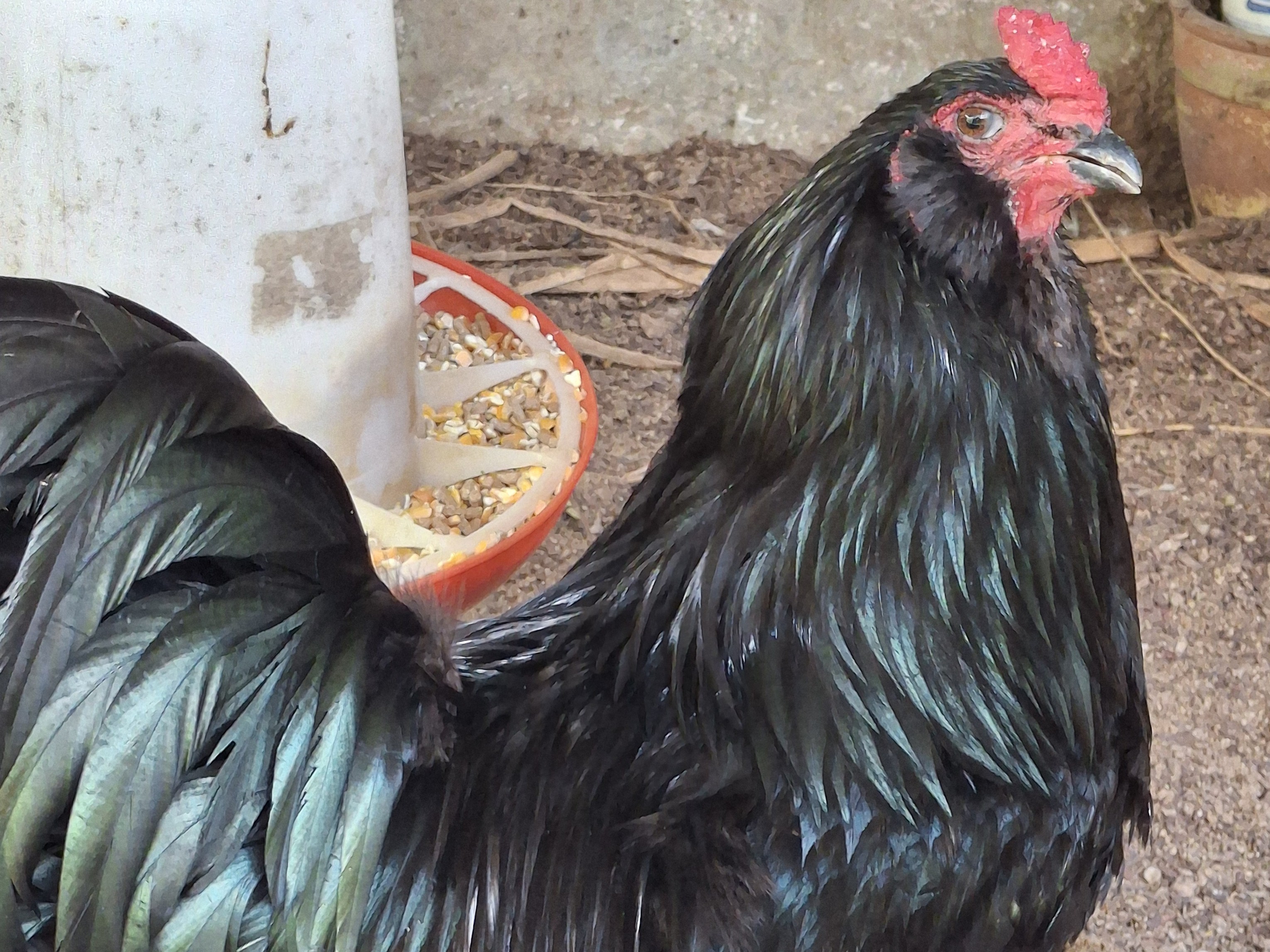 Ameraucana Black - raça disponível no Criatório Nossa Senhora de Nazareth