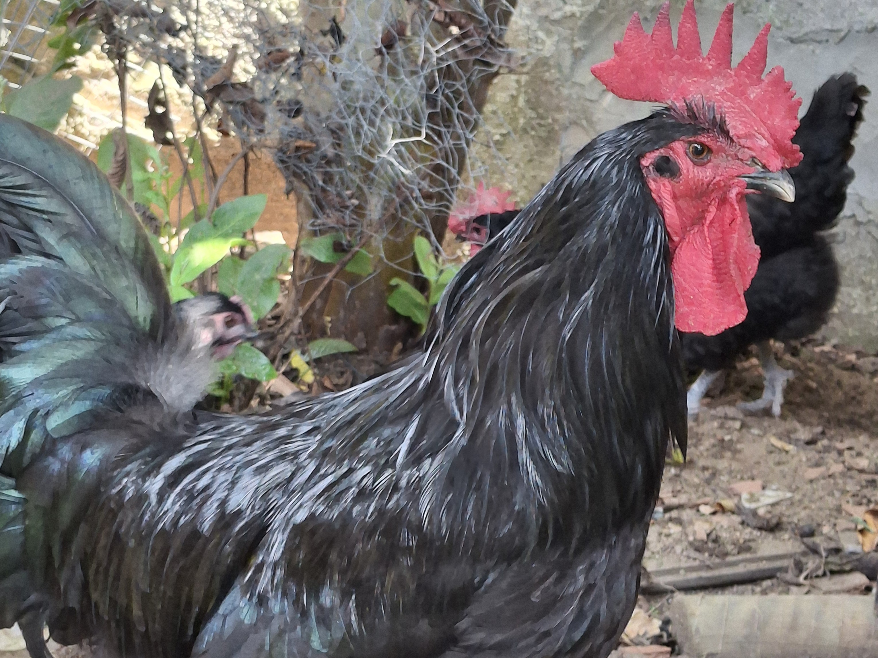 Gigante Negro de Jersey - raça disponível no Criatório Nossa Senhora de Nazareth